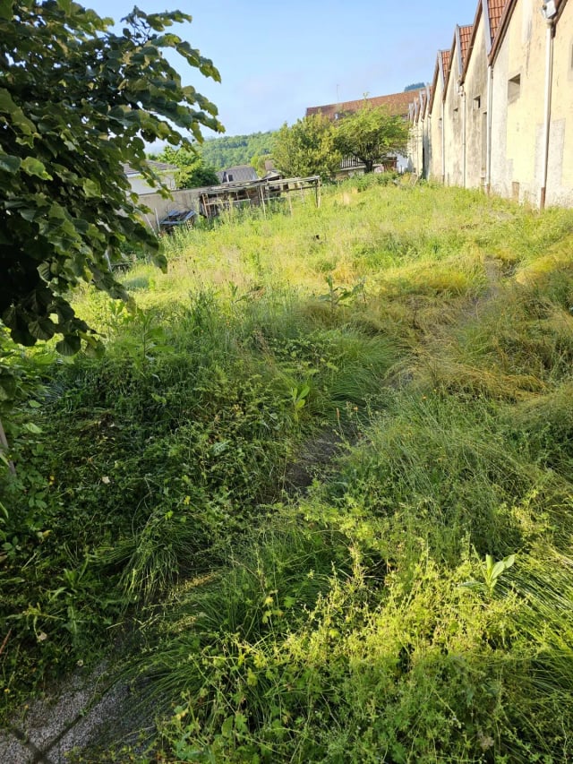 Pelouse avant entretien
