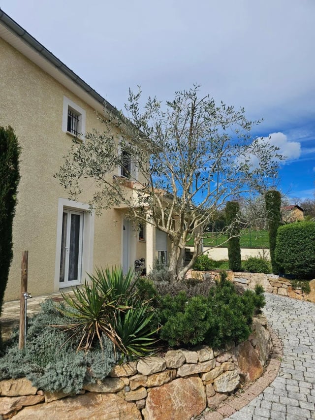 Olivier après taille