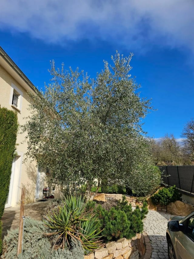 Olivier avant taille